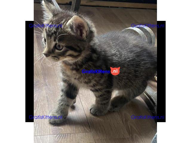 Bengaalse kruising kitten liefdevol en gebruik voor kinderen