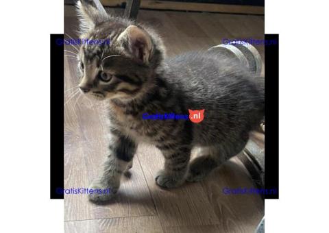 Bengaalse kruising kitten liefdevol en gebruik voor kinderen