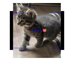 Bengaalse kruising kitten liefdevol en gebruik voor kinderen