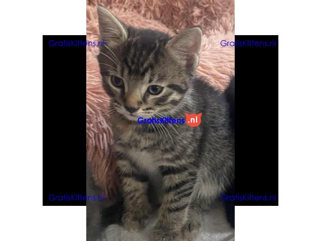 Bengaalse kruising kitten liefdevol en gebruik voor kinderen