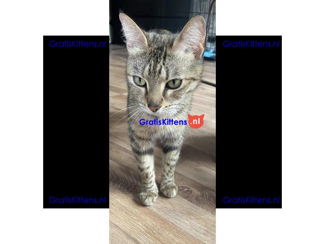 Bengaalse kruising kitten liefdevol en gebruik voor kinderen