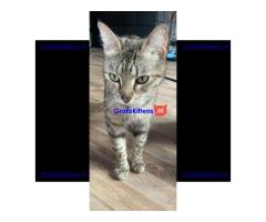 Bengaalse kruising kitten liefdevol en gebruik voor kinderen