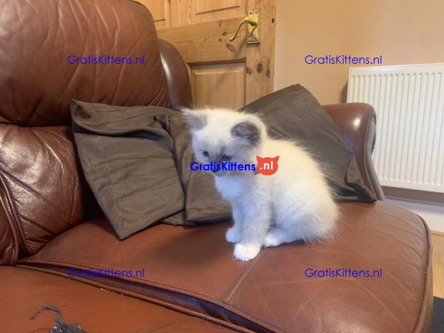 Vijf prachtige Ragdoll-kittens