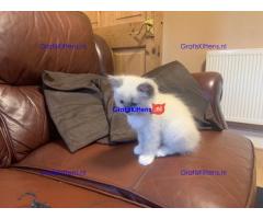 Vijf prachtige Ragdoll-kittens