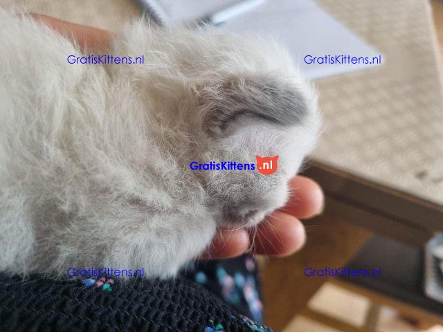 Vijf prachtige Ragdoll-kittens