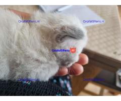 Vijf prachtige Ragdoll-kittens