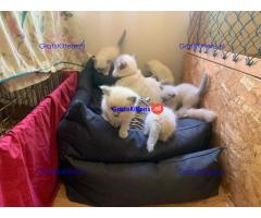 Vijf prachtige Ragdoll-kittens