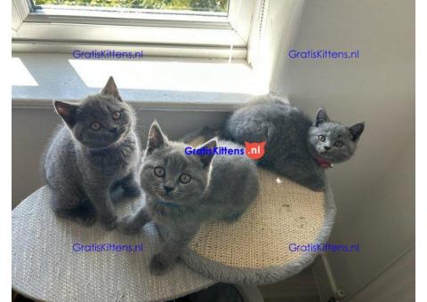 Klaar voor reservering prachtige Brits Korthaar Kittens.