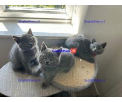 Klaar voor reservering prachtige Brits Korthaar Kittens.