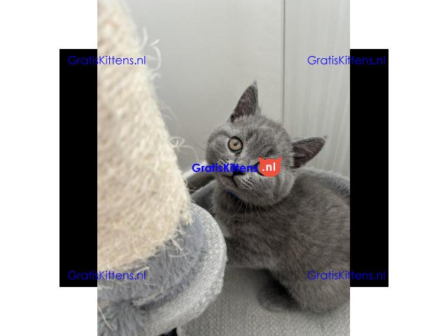 Klaar voor reservering prachtige Brits Korthaar Kittens.