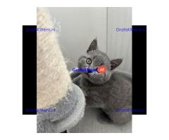 Klaar voor reservering prachtige Brits Korthaar Kittens.