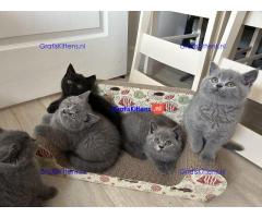 Klaar voor reservering prachtige Brits Korthaar Kittens.