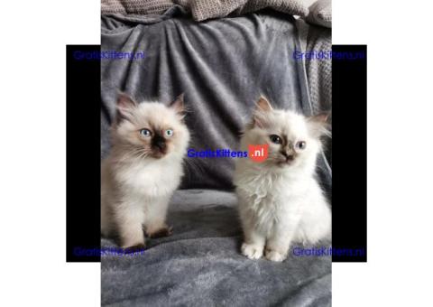 Geregistreerde Ragdoll-kittens