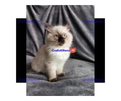 Geregistreerde Ragdoll-kittens