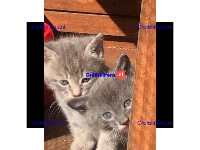 Mooie grijze kittens en tabby