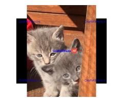 Mooie grijze kittens en tabby