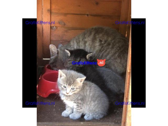 Mooie grijze kittens en tabby