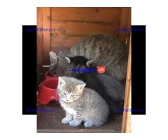 Mooie grijze kittens en tabby