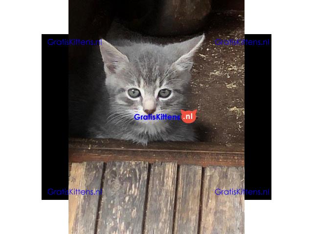 Mooie grijze kittens en tabby