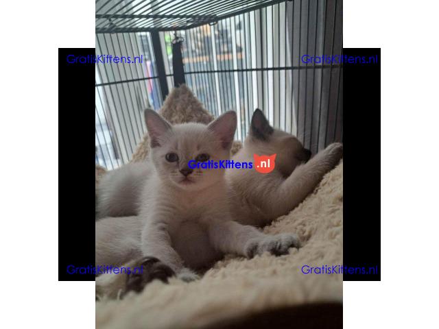 Prachtige BSH colourpoint kittens