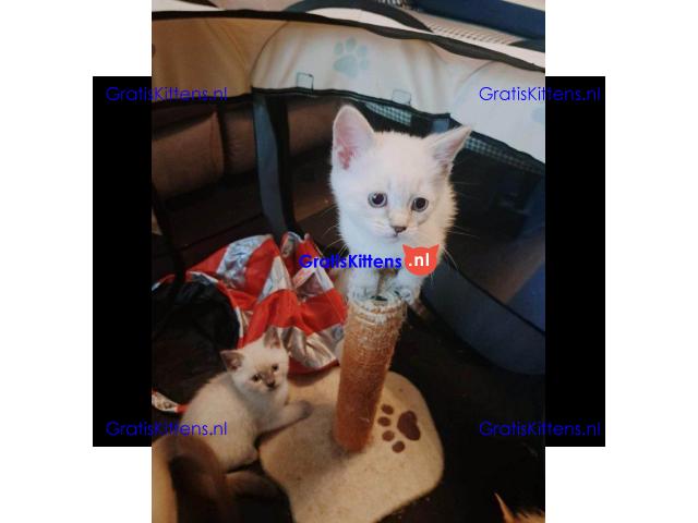 Prachtige BSH colourpoint kittens