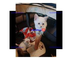Prachtige BSH colourpoint kittens
