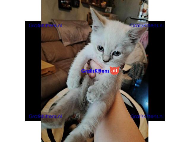 Prachtige BSH colourpoint kittens