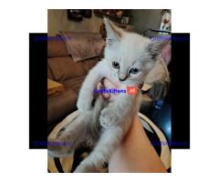 Prachtige BSH colourpoint kittens