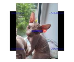 Prachtige Sphynx Kittens beschikbaar