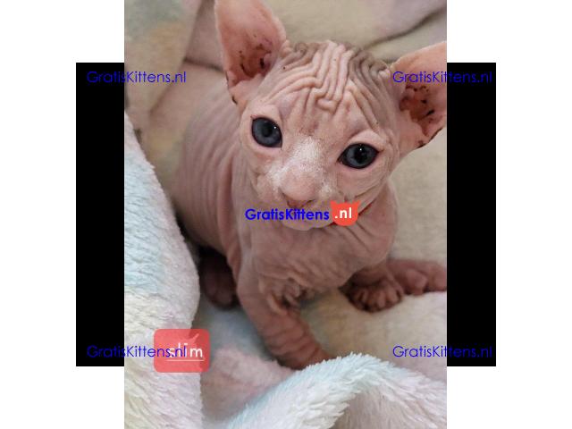 Prachtige Sphynx Kittens beschikbaar