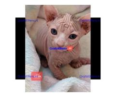 Prachtige Sphynx Kittens beschikbaar