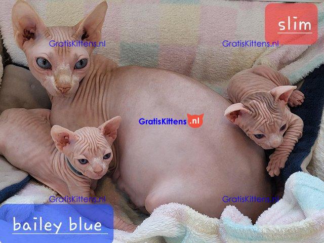Prachtige Sphynx Kittens beschikbaar