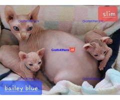 Prachtige Sphynx Kittens beschikbaar