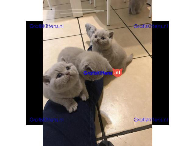 Britse korthaar kittens