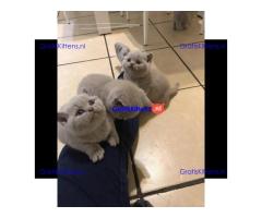 Britse korthaar kittens