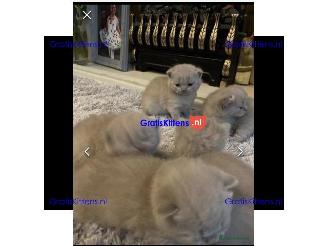 Britse korthaar kittens