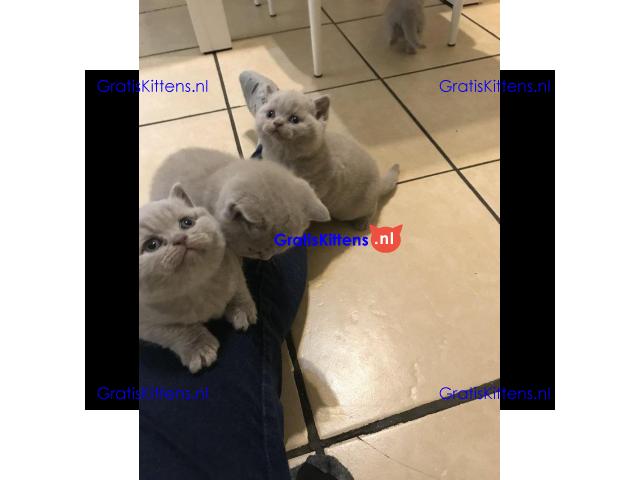 Britse korthaar kittens