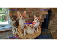 GCCF geregistreerde Cornish Rex kittens