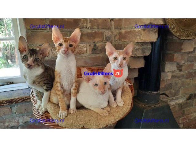 GCCF geregistreerde Cornish Rex kittens