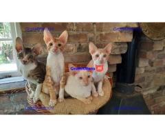 GCCF geregistreerde Cornish Rex kittens