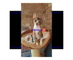 GCCF geregistreerde Cornish Rex kittens