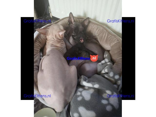 Donskoy sphynx kittens klaar nu VERLAAGD