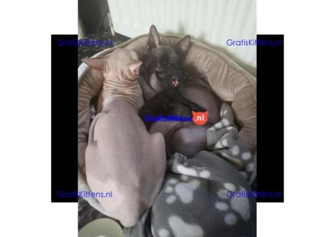 Donskoy sphynx kittens klaar nu VERLAAGD