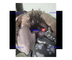 Donskoy sphynx kittens klaar nu VERLAAGD