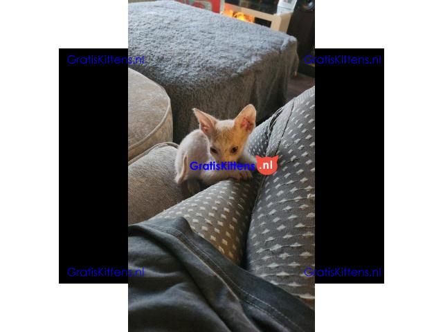 Donskoy sphynx kittens klaar nu VERLAAGD