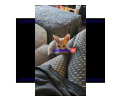 Donskoy sphynx kittens klaar nu VERLAAGD