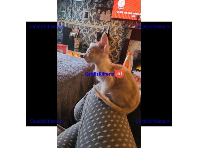 Donskoy sphynx kittens klaar nu VERLAAGD