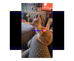 Donskoy sphynx kittens klaar nu VERLAAGD