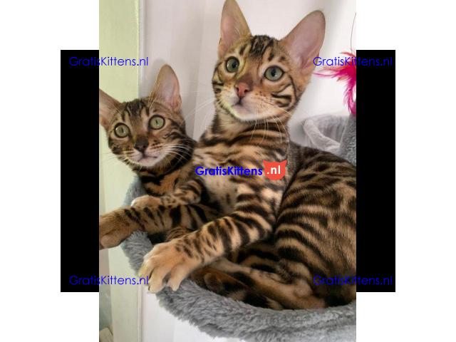 Topkwaliteit goudbruine rosetted bengalen beschikbaar