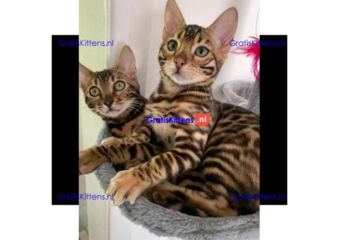 Topkwaliteit goudbruine rosetted bengalen beschikbaar